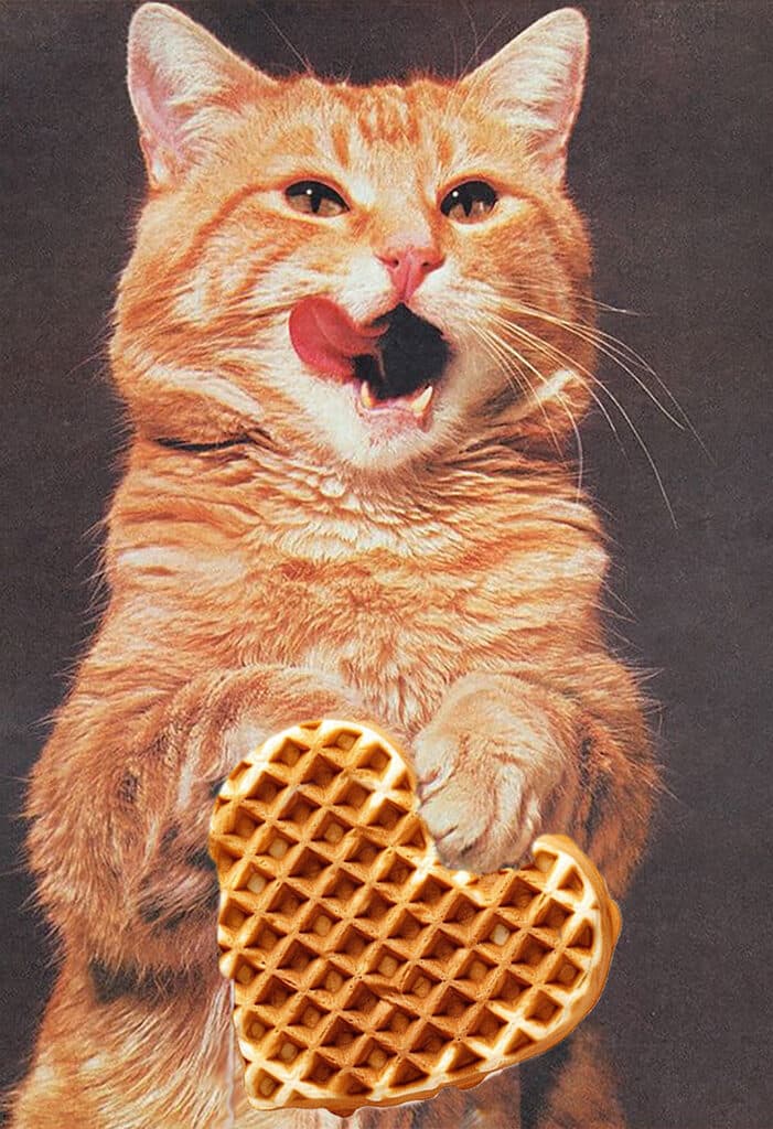 Cat with heart-shaped waffle